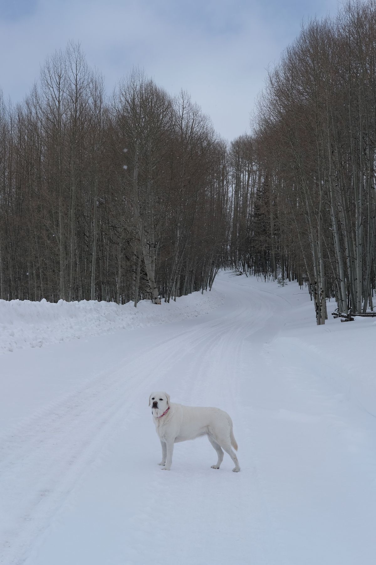 Grace, a white Labrador, standing on a snow-covered road between bare aspen trees