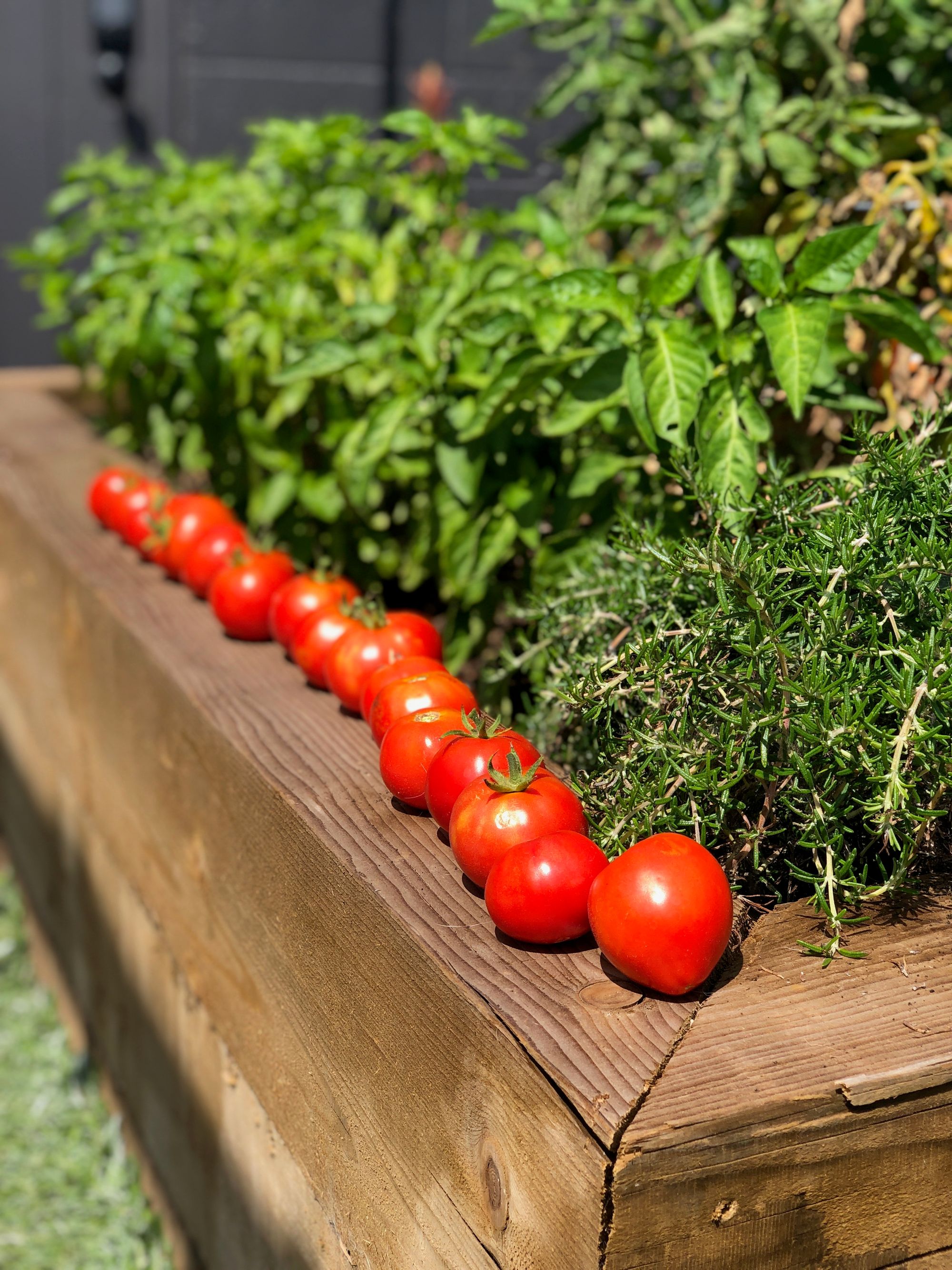 It's Tomato Season