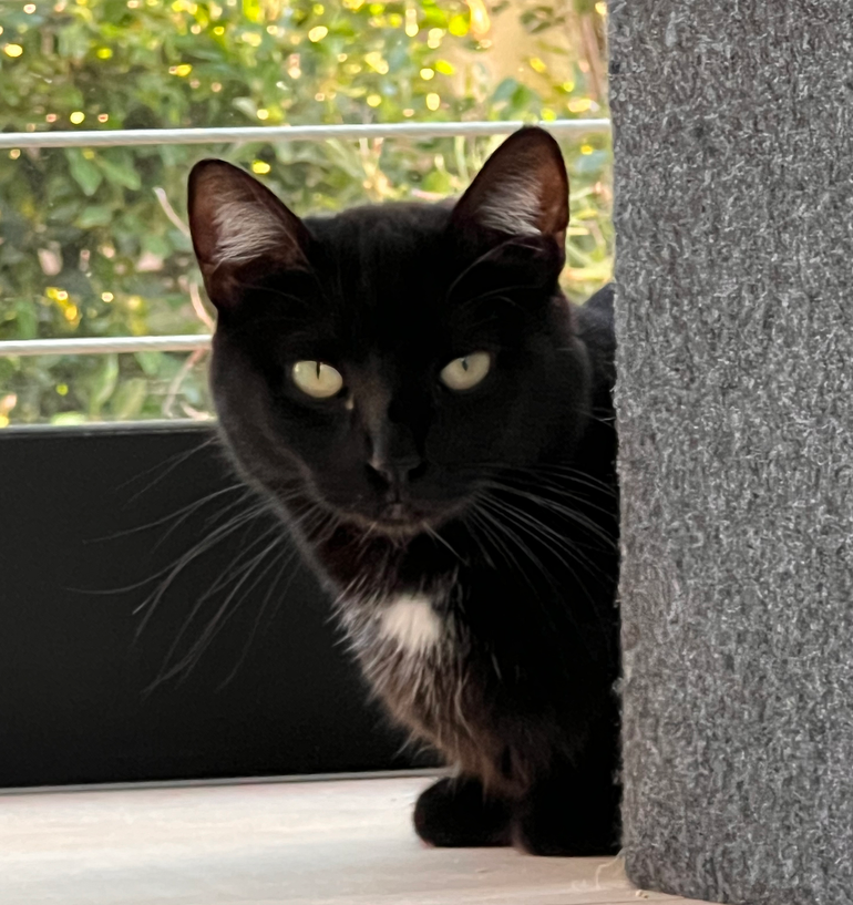 Leadership Lessons From Adopting a Semi-feral Cat